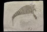 6.4" Eurypterus (Sea Scorpion) Fossil - New York - #179506-1